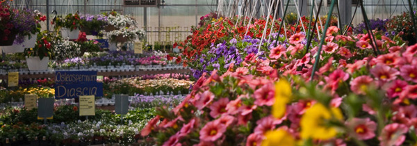 hanging-baskets