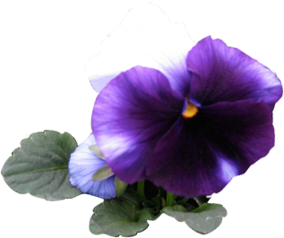 purple-flower