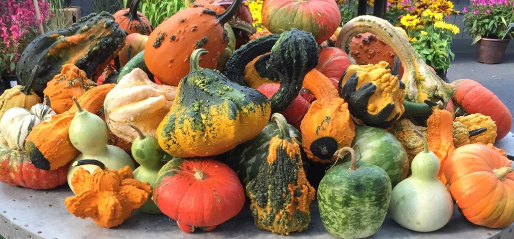 fall pumpkins