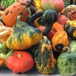 fall pumpkins