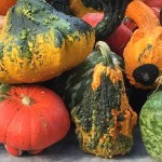 fall pumpkins cropped